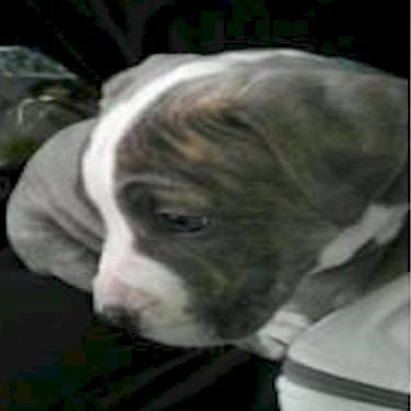 Kanes Kennels Isis Pit Bull.jpg